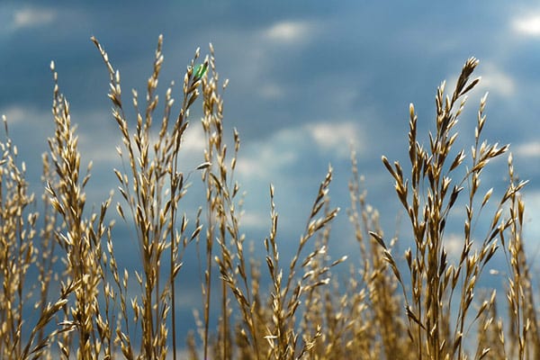wheat in a field